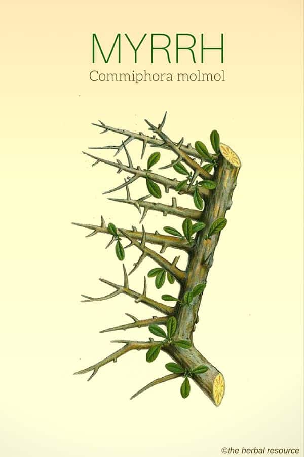 Commiphora Mukul (арабский мирт)